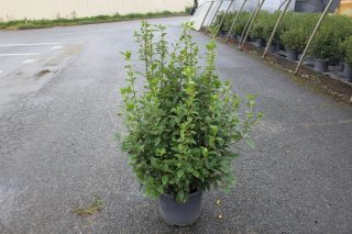 Pot 15L hauteur moyenne 80/100 cm (hors pot)