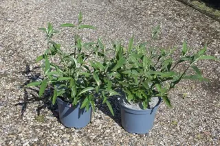 Arbre aux papillons 'rouge royal' (Buddleia davidii) — deux jeunes plants verts en pot de pépinière · Pot 3L