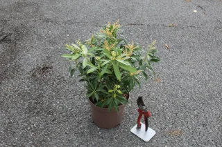 Pot 3L