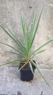 Yucca sentinelle bleu 'Blue sentry' (Yucca rigida) — jeune plante graphique en pot carré noir · Godet