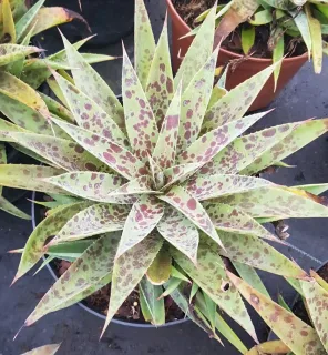 Mangave 'Pineapple express' — rosette de longues feuilles tachetées en pot · Pot 3L