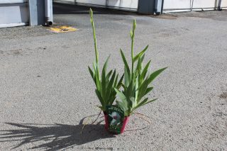 Pot 2,5L