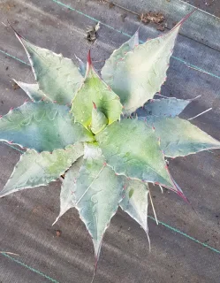 Agave d'amérique bleu 'Toliman blue' (Agave americana) — rosette compacte aux feuilles épaisses bordées d'épines · Pot 2.5L