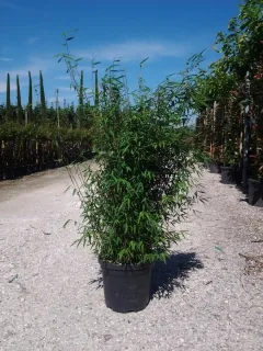 Fargesia (Fargesia angustissima) — grand bambou dense en pot de pépinière · Pot 15L