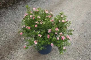 Potentille 'Pink paradise' (Potentilla fruticosa) — arbuste compact en pot, fleurs roses ouvertes · Pot 7.5L