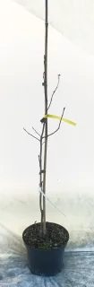 Amélanchier à feuille d'aulne 'Thiessen' (Amelanchier alnifolia) — jeune arbuste sans feuilles tuteuré sur fond clair · Pot 6L Baliveau