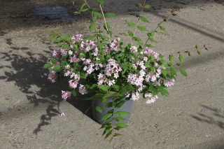 Pot 7.5L