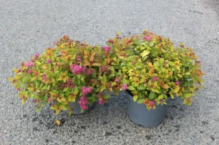 Spirée du japon 'Magic carpet' (Spiraea japonica) — deux arbustes en pot, feuillage vert et fleurs roses · Pot 3L