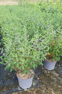 Caryopteris Grand Bleu (Caryopteris clandonensis) — arbustes fleuris en pots sur toile de pépinière · Pot 8L