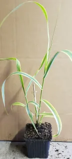 Canne de provence jaune 'Aureovariegata' (Arundo donax) — tiges élancées au feuillage rubané panaché · Godet