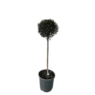 Troène du japon (Ligustrum jonandrum) — arbre taillé en boule dans pot plastique noir · Pot 15L 1/2 tige