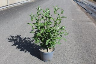Pot 7.5L hauteur moyenne 60/80 cm (hors pot)
