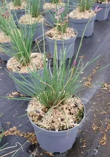 Tulbaghie 'Dark star' (Tulbaghia violacea) — touffe de feuilles fines vertes dans pot plastique · Pot 3L