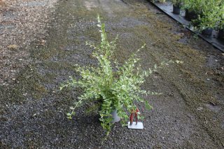Pot 3L hauteur moyenne 40/60 cm (hors pot)