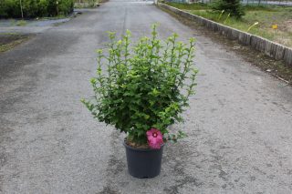 Pot 15L hauteur moyenne 60/80 cm (hors pot)