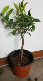 Mandarinier (Citrus reticulata) — jeune arbuste sur tige dans un pot · Pot 1.5L Tige