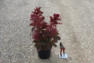 Arbre à perruque 'Grace' (Cotinus) — jeune arbuste en pot avec feuillage rouge · Pot 3L
