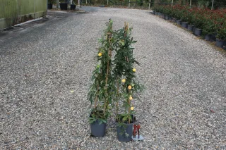 Pot 3L formé en tipi de 60 cm de hauteur (hors pot)