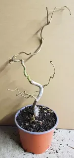 Noisetier 'Contorta' (Corylus avellana) — jeune plant tortueux à tiges nues en pot · Pot 1.5L Touffe