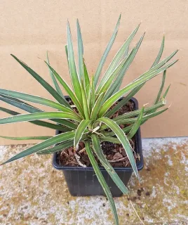 Agave geminiflora — rosette compacte de longues feuilles étroites · Godet
