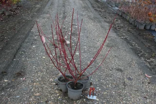 Cornouiller blanc 'Gouchaultii' (Cornus alba) — Pot 3L