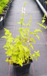 Menthe figue 'Figue' (Mentha spicata) — jeune plant aromatique en pot de pépinière · Godet