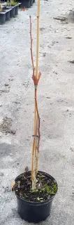 Arbre aux quarante écus 'Fairmount' (Ginkgo biloba) — jeune tige ligneuse tuteurée dans pot noir · Pot 3L Baliveau