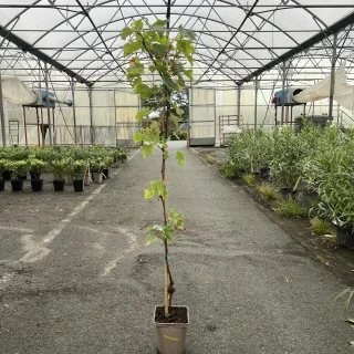 Pot 5L Hauteur 100/150 cm (hors pot)