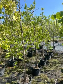 Gainier du canada 'Lavender twist' (Cercis canadensis) — jeunes arbres en pot alignés en pépinière · Pot 30L Baliveau