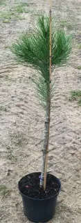 Pin parasol nain 'Silver crest' (Pinus pinea) — jeune conifère tuteuré en pot noir · Pot 8L Baliveau