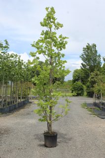 Pot 30L formé en tige de 200 cm, avec une force de 12 à 14 cm, pour une hauteur totale de 200 à 300 cm (hors pot)