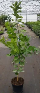 Oranger navel 'Chislett summer navel' (Citrus sinensis) — jeune arbre fruitier au feuillage vert en pépinière · Pot 8L Baliveau