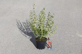 Pot 3L hauteur moyenne 40/60 cm (hors pot)