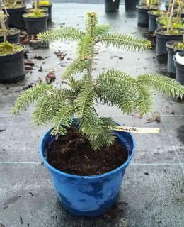 Sapin de bornmuller (Abies bornmulleriana) — jeune conifère en pot bleu sur toile · Pot 2.5L