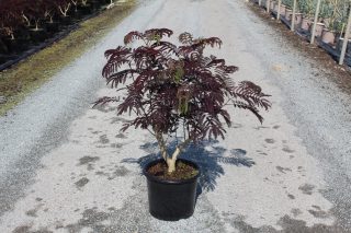 Pot 15L Touffe