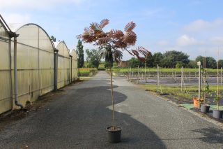 Pot 15L formé sur une tige de 130 cm, pour une hauteur totale de 180 à 200 cm (hors pot)