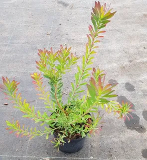Leucadendron 'Winter red' (Leucadendron salignum) — jeune arbuste en pot au feuillage vert et rouge · Pot 2.5L Touffe
