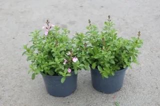 Pot 3L