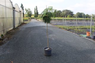 Pot 15L formé en ½ tige sur une tige de 150 à 200 cm, pour une hauteur totale de 250 à 300 cm (hors pot)