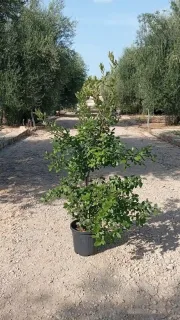 Chêne vert (Quercus ilex) — arbuste en pot sur allée gravillonnée · Pot 10L
