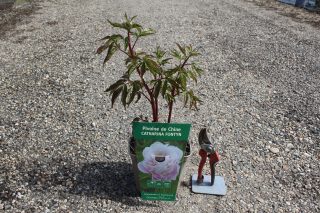 Pot 5L