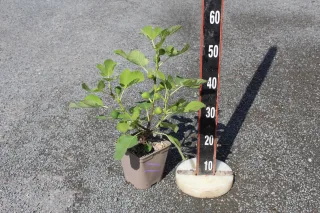 Figuier violette de sollies (Ficus carica) — jeune plant fruitier en pot plastique, réglette graduée · Pot 5L