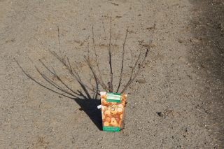 Pot 2L hauteur moyenne 20/40 cm (hors pot)