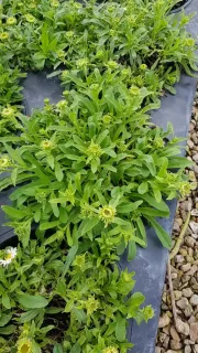 Aster des alpes 'Albus' (Aster alpinus) — touffe de feuillage vert avec nombreux boutons floraux · Pot 3L