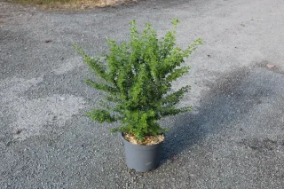Genêt (Genista) — arbuste buissonnant à feuillage dense en pot plastique · Pot 7.5L