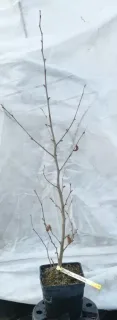 Noisetier (Corylus avellana) — jeune arbuste nu à fines branches en pot · Pot 2.5L Touffe