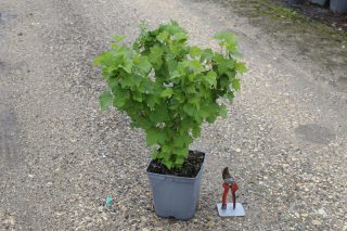 Pot 5L hauteur moyenne 40/60 cm (hors pot)