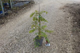 Pot 3L formé en tipi de 60 cm de hauteur (hors pot)