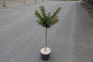 Pot 7.5L MTI