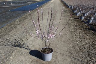 Pot 7.5L hauteur moyenne 100/120 cm (hors pot)
